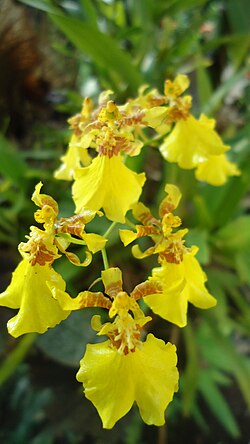 Gomesa varicosa (sin. Oncidium varicosum)