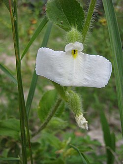 Pombalia calceolaria
