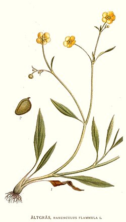 Vatreni žabnjak, ilustracija