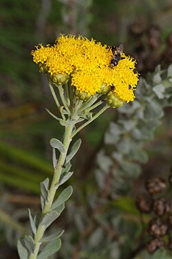Athanasia trifurcata