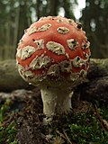 Gljiva muhara (lat. Amanita muscaria) u šumama Brdija.