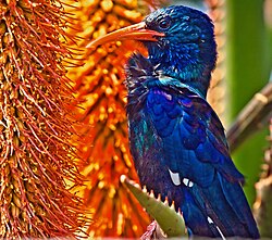 Zeleni šumski pupavac (Phoeniculus purpureus)