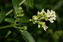 Ligustrum vulgare