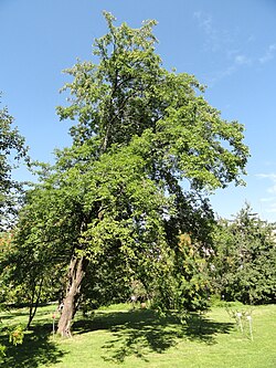 M. sylvestris, stablo šumske jabuke u botaničkom vrtu u Finskoj