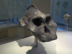 Replika "crne lubanje" vrste Paranthropus aethiopicus