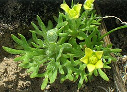 C. testiculata