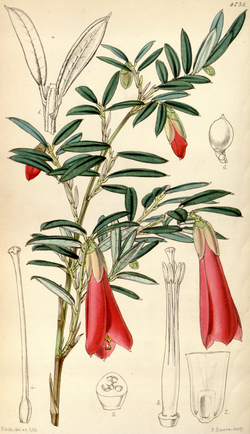 Philesia magellanica, ilustracija