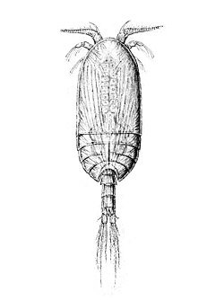 Platycopia perplexa, predstavnik Copepoda