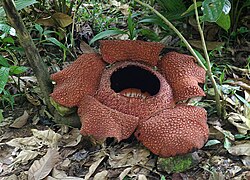 Rafflesia arnoldii, cvijet lešina