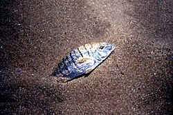 Ovčica (Lithognathus mormyrus)