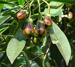 Arawakia weddelliana