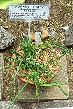 Sansevieria gracilis