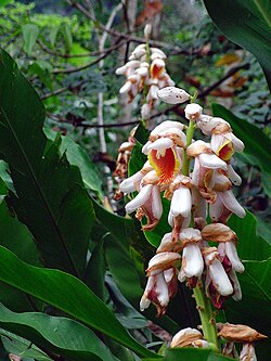 Alpinia hainanensis