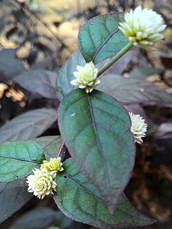 Alternanthera bettzickiana