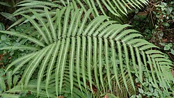 Amblovenatum opulentum (sin. Cyclosorus opulentus)