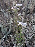 Achillea stepposa