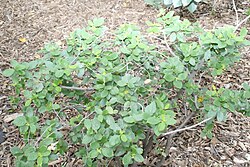 Varonia rupicola, sin. Cordia rupicola