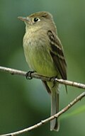 Empidonax occidentalis