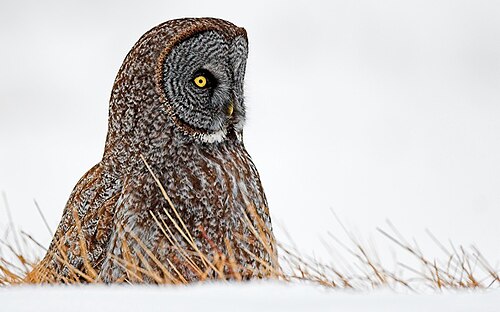 Strix nebulosa nebulosa, Minnesota, SAD