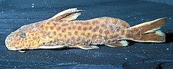 Synodontis petricola