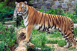 Bengalski tigar (Panthera tigris tigris)