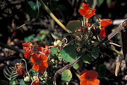 Tropaeolum majus, Maui, Kula Experiment Station