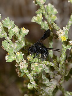 Thymelaea hirsuta