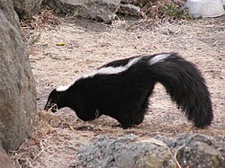 Američki smrdljivac (Mephitis mephitis)