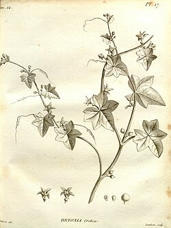 B. cretica, botanička ilustracija