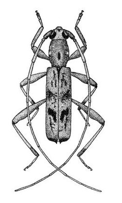 Araespor callosus
