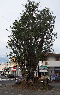 Dracaena reflexa