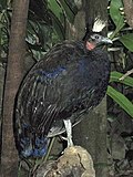 slika 1. Afropavo congensis