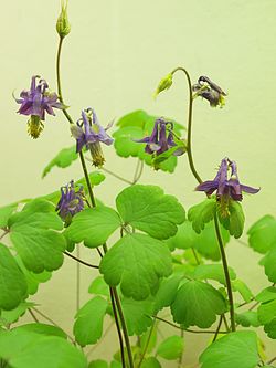 Aquilegia grata