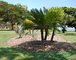Cycas maconochiei