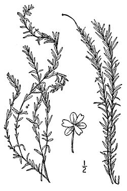 E. nuttallii