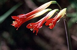 Phycella cyrtanthoides