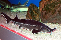 Kečiga u praškom akvariju