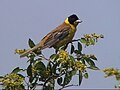 Emberiza melanocephala