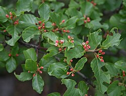 Frangula rupestris ili kamenjarska krkavinka