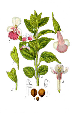 Medenika (Melittis melissophyllum)