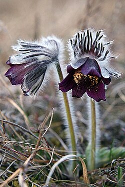 Pulsatilla nigricans