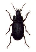Abax carinatus
