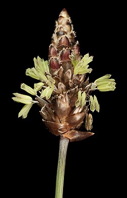 Ecdeiocolea monostachya