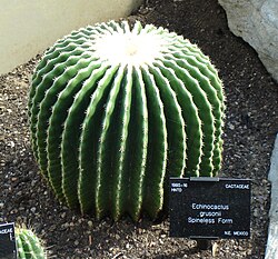 Echinocactus grusonii