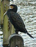 slika 5. Phalacrocorax carbo