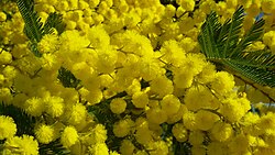 Australska srebrna akacija