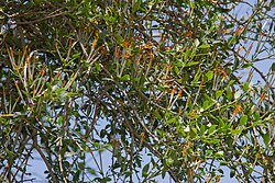 Actinanthella wyliei