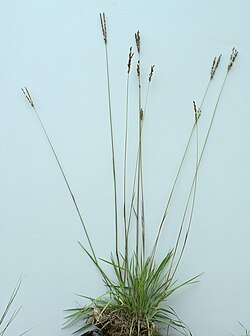 Alloteropsis semialata