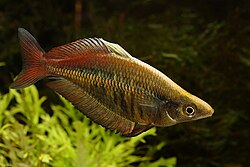 Chilatherina fasciata, mužjak. Snimljno u akvariju