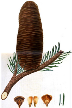 Abies amabilis